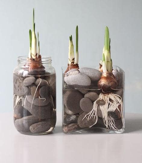 bikin pot dari botol kaca bekas