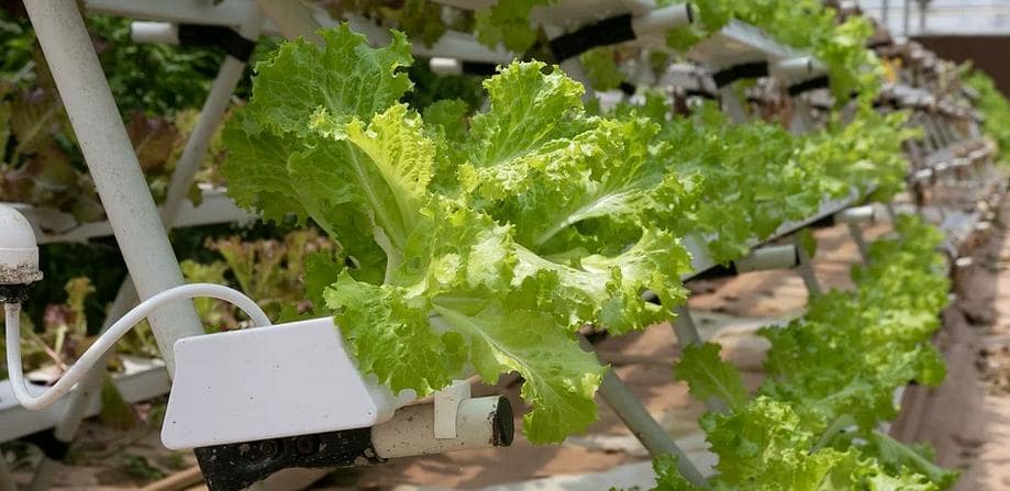 usaha tani hidroponik