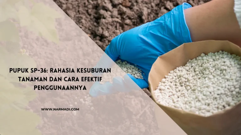 Kenali Apa Itu Pupuk SP-36 dan Penggunaannya