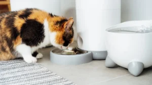 smart feeder aman - Narmadi.co.id