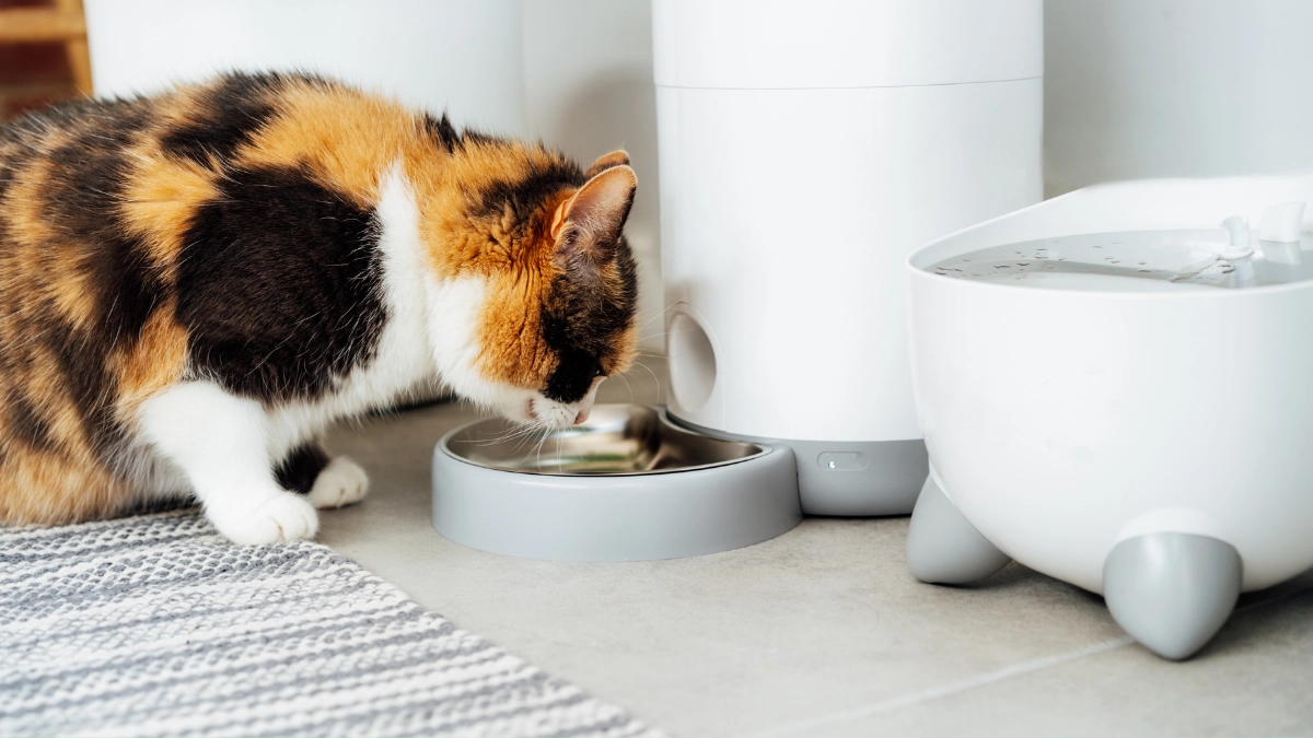 smart feeder aman - Narmadi.co.id