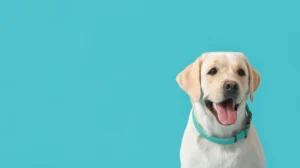 smart collar - Narmadi.co.id