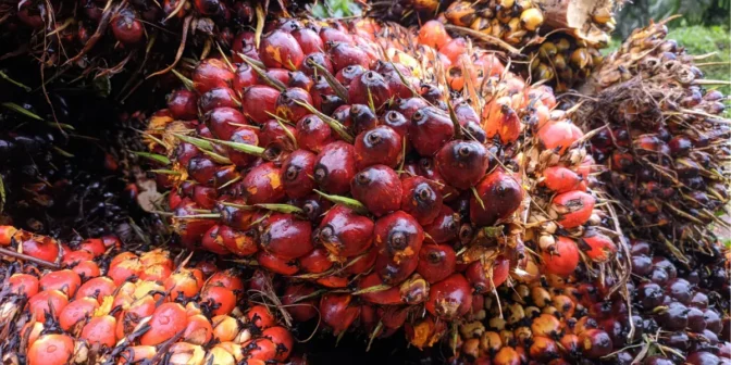 Kelebihan dan Kekurangan Minyak Goreng Sawit untuk Memasak Sehari-Hari