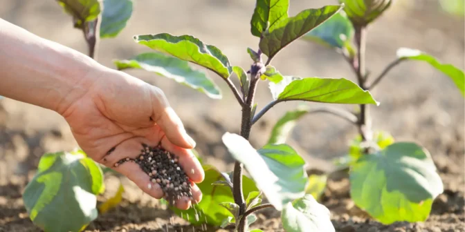 Pupuk SP-36: Rahasia Kesuburan Tanaman dan Cara Efektif Penggunaannya