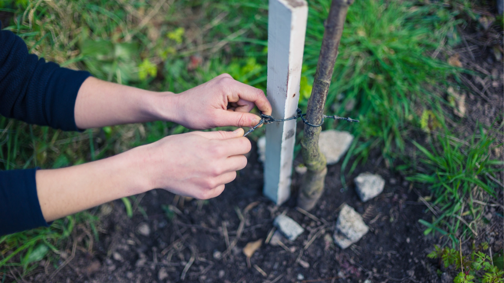 Pentingnya Pemasangan Bouwplank dalam Pembangunan Kolam Renang