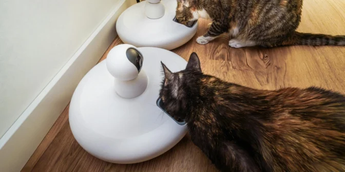 manfaat feeder otomatis