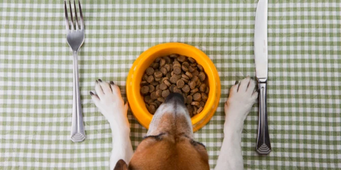 manfaat feeder otomatis