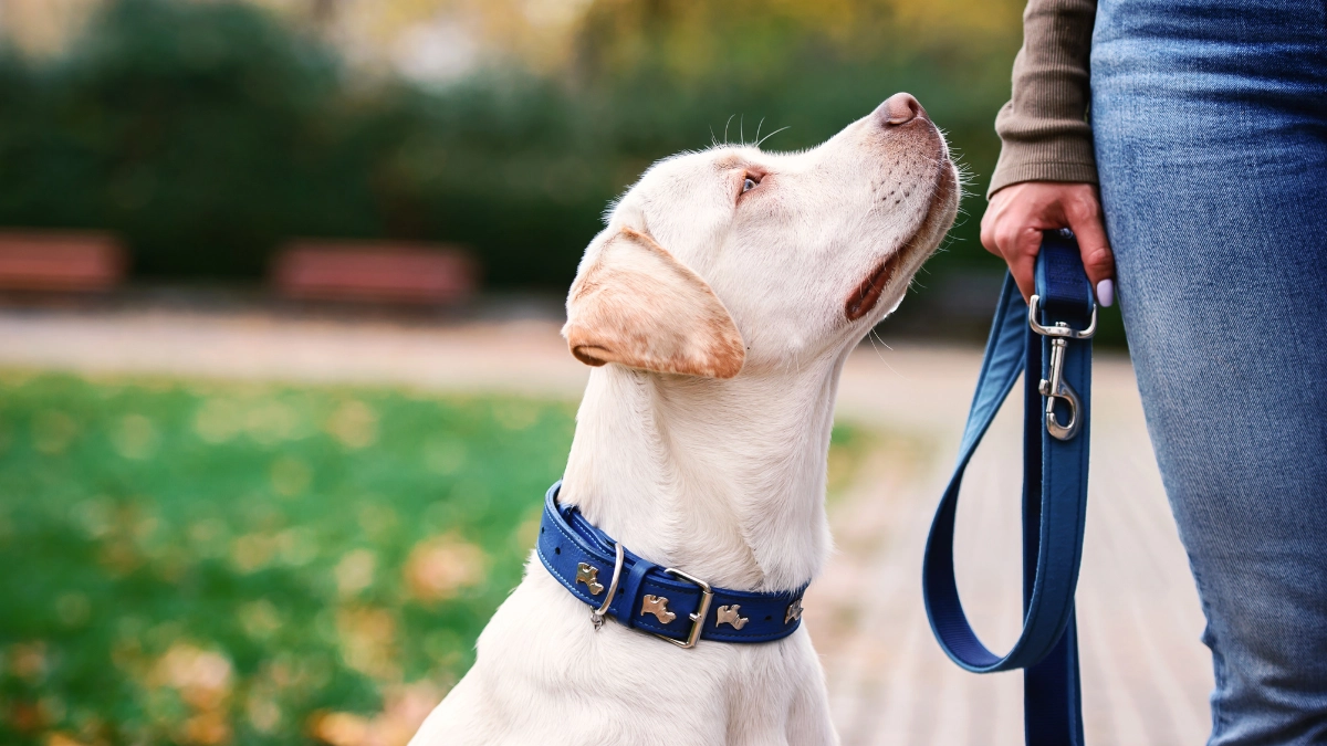 Apa itu Smart Collar?