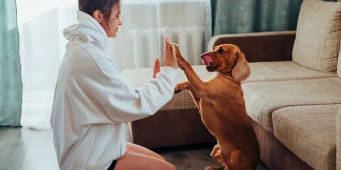 manfaat feeder otomatis