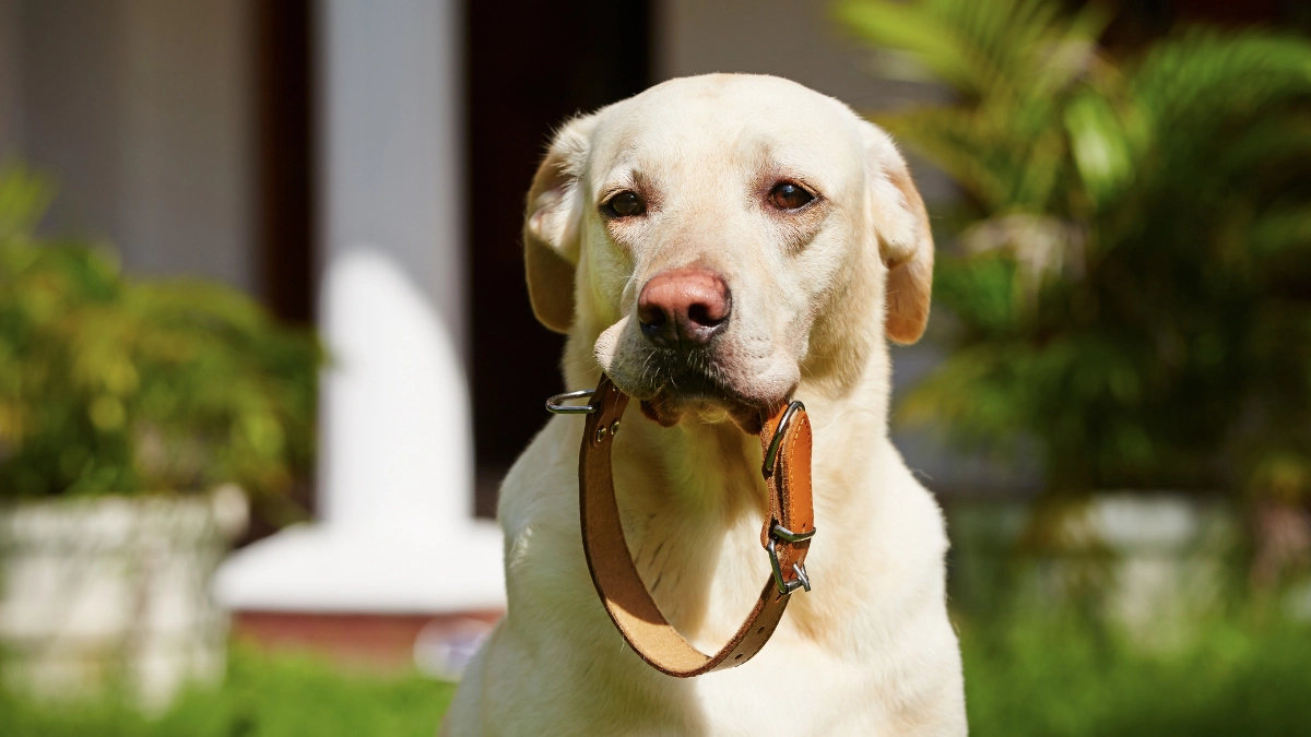 smart collar